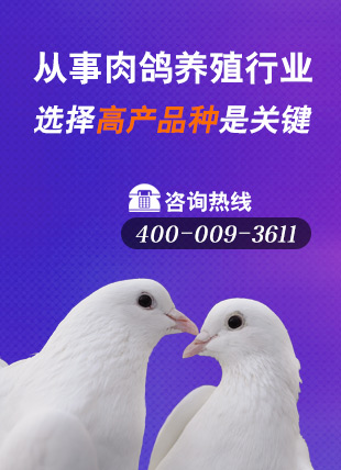 優質種鴿