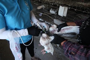 養鴿場如何制定本鴿場肉鴿免疫程序？