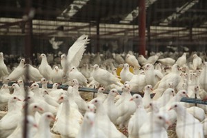 養鴿場如何制定本鴿場肉鴿免疫程序？