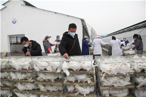 比來比去天成種鴿更勝一籌！二次引種4000羽天成種鴿再赴重慶
